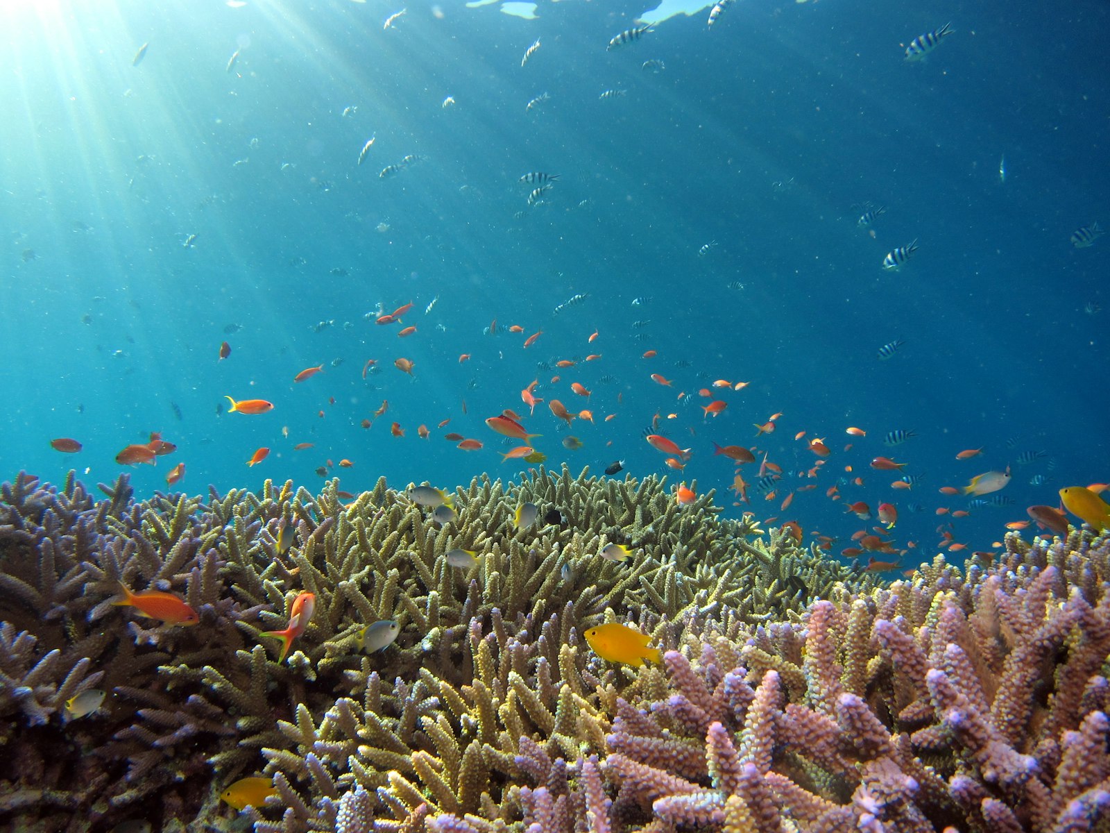 Mnemba Atoll · Delfine & Sandbank